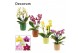 Phalaenopsis multiflora mix Phalaenopsis dazzling melange 3-4 tak in N 