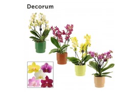 Phalaenopsis multiflora mix Phalaenopsis dazzling melange 3-4 tak in N
