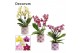 Phalaenopsis multiflora mix Phalaenopsis dazzling melange 3-4 tak in N 
