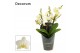 Phalaenopsis multiflora anthura lausanne dazzling 3-4 tak (Decorum) 