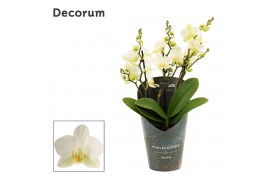 Phalaenopsis multiflora anthura lausanne dazzling 3-4 tak (Decorum)