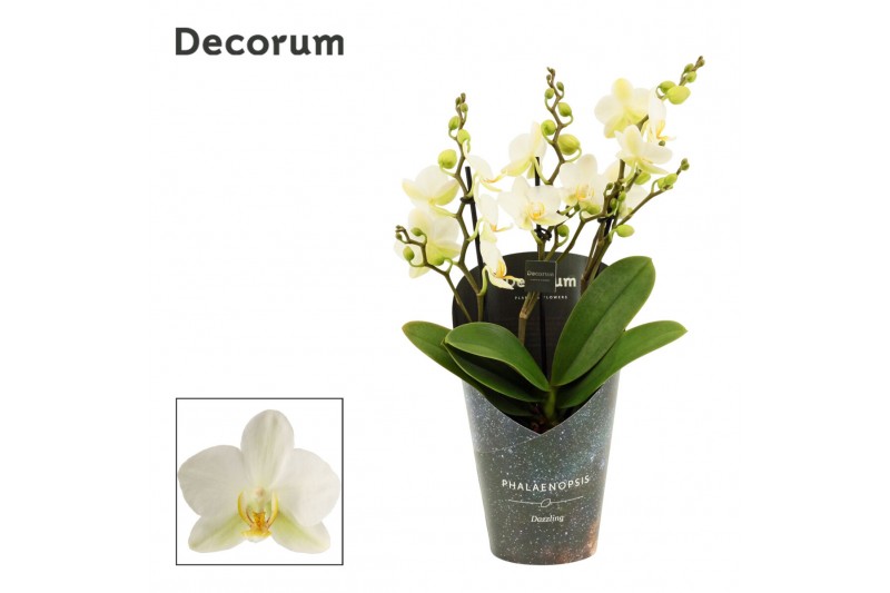 Phalaenopsis multiflora anthura lausanne dazzling 3-4 tak (Decorum) 
