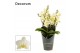 Phalaenopsis multiflora anthura lausanne dazzling 3-4 tak (Decorum) 