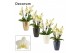 Phalaenopsis multiflora anthura lausanne dazzling 3-4 tak in Carly (De 