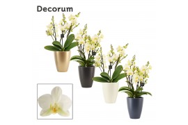 Phalaenopsis multiflora anthura lausanne dazzling 3-4 tak in Carly (De