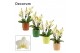 Phalaenopsis multiflora anthura lausanne dazzling 3-4 tak in Naemi (De 