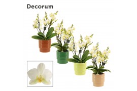 Phalaenopsis multiflora anthura lausanne dazzling 3-4 tak in Naemi (De
