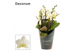 Phalaenopsis multiflora anthura lausanne dazzling 5+ tak (Decorum)