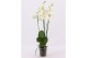Phalaenopsis anthura madrid 3 tak, 18+ bloem - 70/75cm 