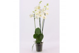 Phalaenopsis anthura madrid 3 tak, 18+ bloem - 70/75cm