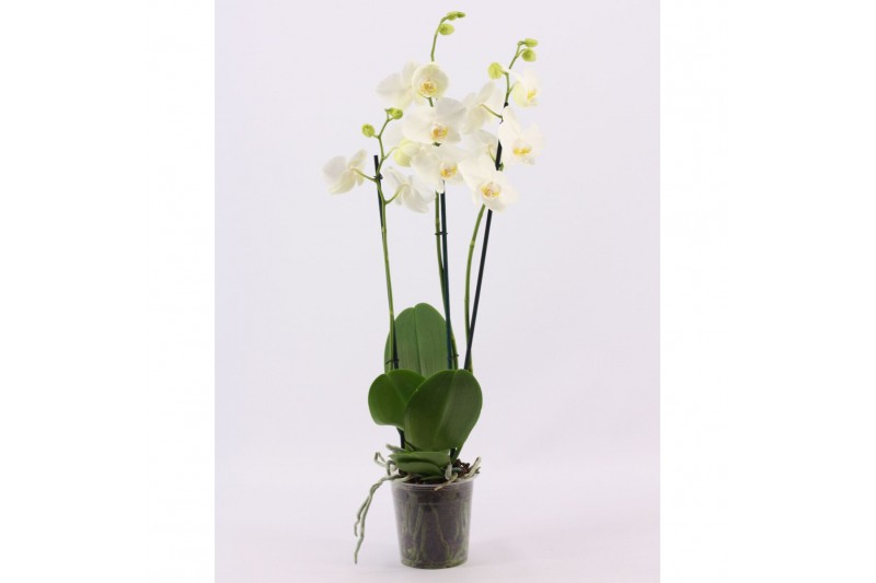Phalaenopsis anthura madrid 3 tak, 18+ bloem - 70/75cm Phalaenopsis anthura madrid 3 tak, 18+ bloem - 70/75cm