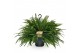 Nephrolepis exaltata green lady Hangpot 