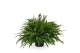 Nephrolepis exaltata green lady Hangpot 