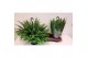 Nephrolepis exaltata green lady Hangpot 