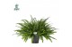 Nephrolepis exaltata green lady Air So Pure, Hangpot 