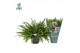 Nephrolepis exaltata green lady Air So Pure, Hangpot 