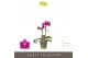 Phalaenopsis multiflora paars Optifriend Fay 2spike 