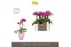 Phalaenopsis multiflora paars Optifriend Fay 2 spike in Emilia Pink Aq 