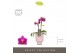 Phalaenopsis multiflora paars Optifriend Fay 2 spike in Emilia Pink Aq 