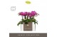 Phalaenopsis multiflora paars Optifriend Fay 2 spike in Molise Lilac A 