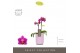 Phalaenopsis multiflora paars Optifriend Fay 2 spike in Molise Lilac A 