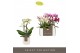 Phalaenopsis multiflora mix Optifriend mix 3spike in white Lazio 
