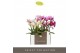 Phalaenopsis multiflora mix Optifriend mix 3spike in white Lazio 