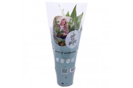 Spathiphyllum pearl cupido Air So Pure -