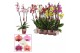 Phalaenopsis mix 3 tak, 18+ bloem - 60/65cm - Scenza 