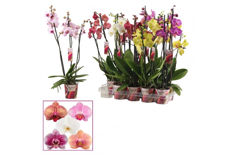Phalaenopsis mix 3 tak, 18+ bloem - 60/65cm - Scenza 