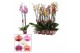 Phalaenopsis mix 3 tak, 18+ bloem - 70/75cm - Scenza 