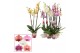 Phalaenopsis mix 3 tak, 18+ bloem - 70/75cm - Scenza 