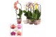 Phalaenopsis mix Phalaenopsis cascade 1 tak shortie mix (Scenza) 6 bl. 