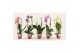 Phalaenopsis mix Phalaenopsis cascade 1 tak shortie mix (Scenza) 6 bl. 
