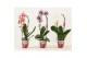 Phalaenopsis mix Phalaenopsis cascade 1 tak shortie mix (Scenza) 6 bl. 
