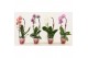 Phalaenopsis mix Phalaenopsis cascade 1 tak shortie mix (Scenza) 6 bl. 