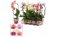 Phalaenopsis mix Phalaenopsis cascade 1 tak shortie mix (Scenza) 6 bl. 