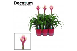 Guzmania candy Luxe keramiek
