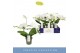 Phalaenopsis anthura madrid Infinity White 2 spike 