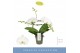 Phalaenopsis anthura madrid Infinity White 2 spike 