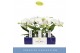 Phalaenopsis anthura madrid Infinity White 2 spike 