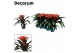 Guzmania tutti frutti 