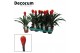 Guzmania tala 