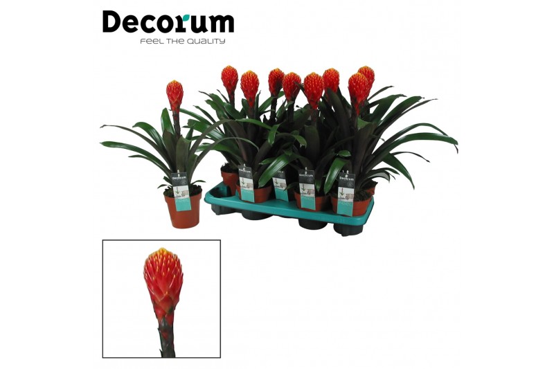 Guzmania tala 