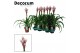 Guzmania candy 