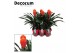 Guzmania tala Luxe keramiek 