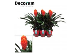 Guzmania tala Luxe keramiek