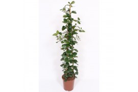 Ficus natalensis trinova piramide