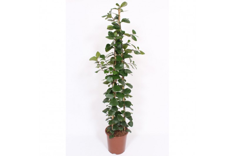 Ficus natalensis trinova piramide 