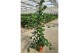 Ficus natalensis trinova piramide 
